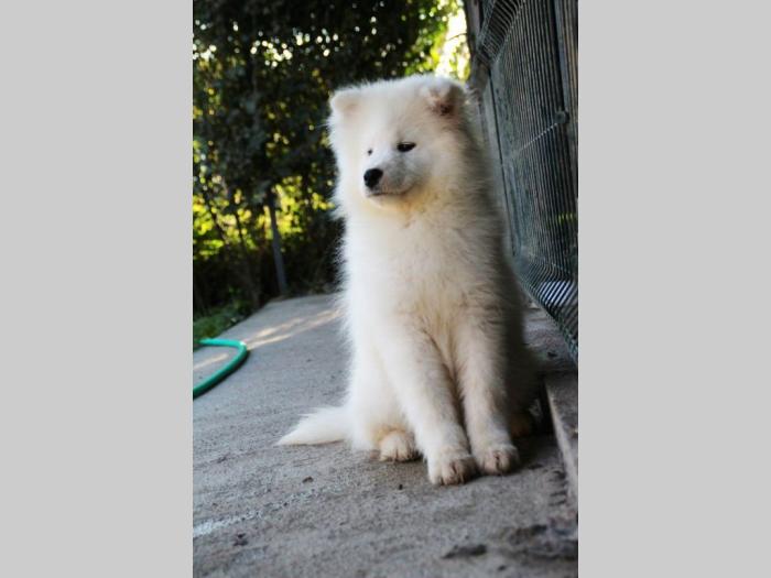 samojed štene besplatni mali oglasi