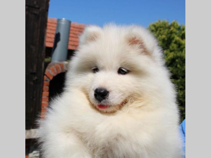 samojed štene besplatni mali oglasi