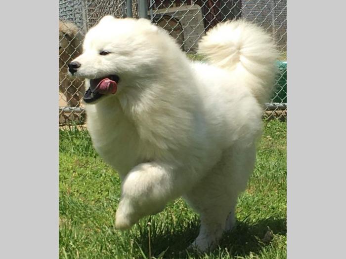 samojed štene besplatni mali oglasi