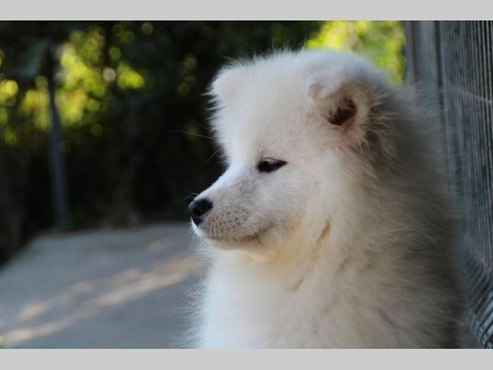 samojed štene besplatni mali oglasi