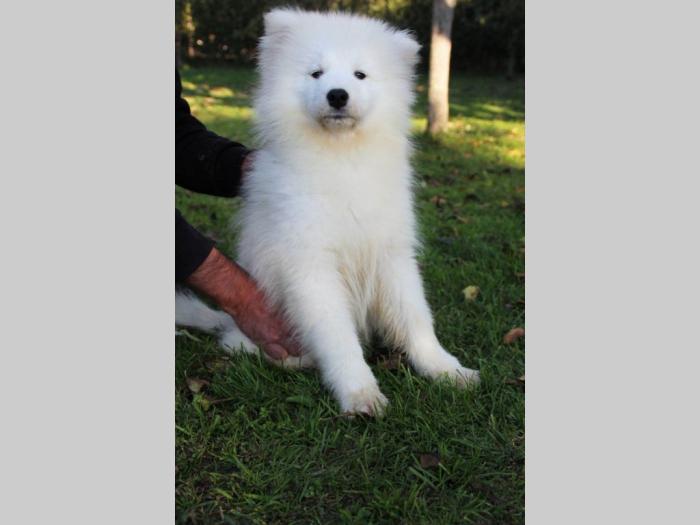 samojed štene besplatni mali oglasi