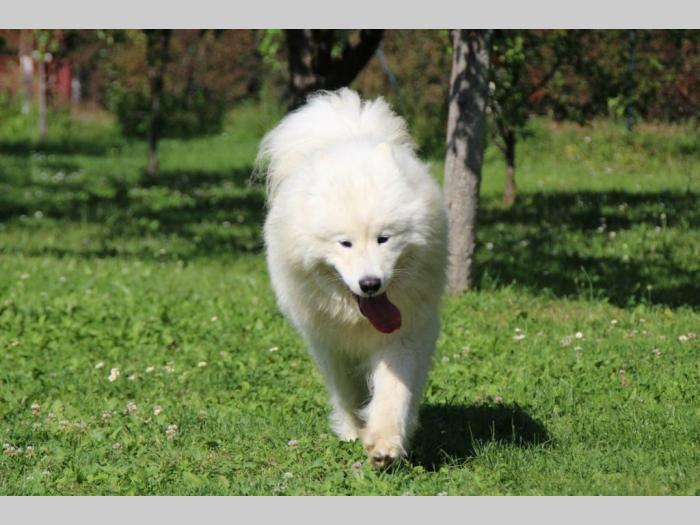 samojed štene besplatni mali oglasi