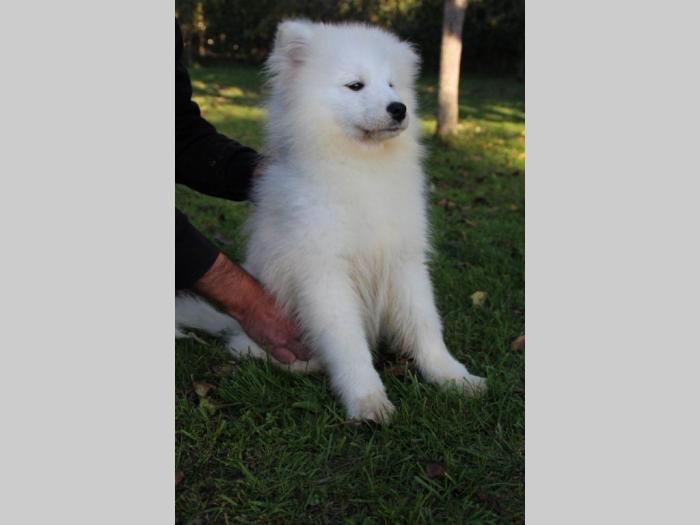 samojed štene besplatni mali oglasi