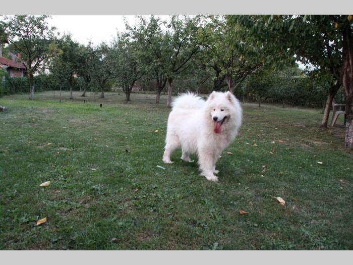 samojed štene besplatni mali oglasi