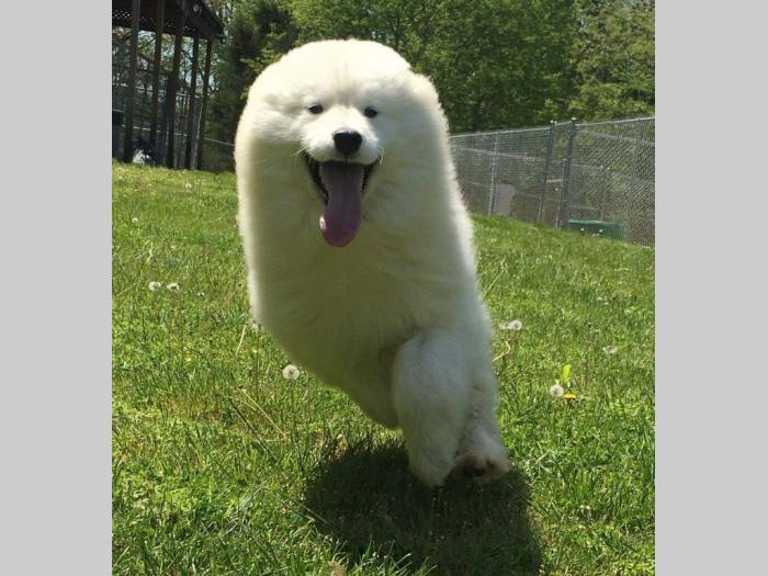 samojed štene besplatni mali oglasi