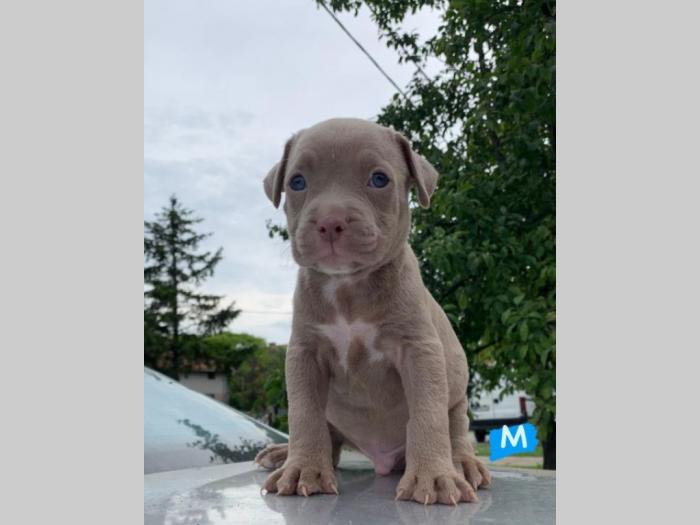 pit bul terijer štenci besplatni mali oglasi