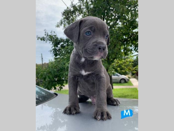 pit bul terijer štenci besplatni mali oglasi