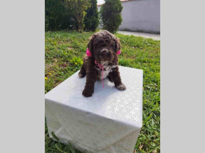 lagotto romagnolo prelepa štenad sa rodovnikom besplatni mali oglasi