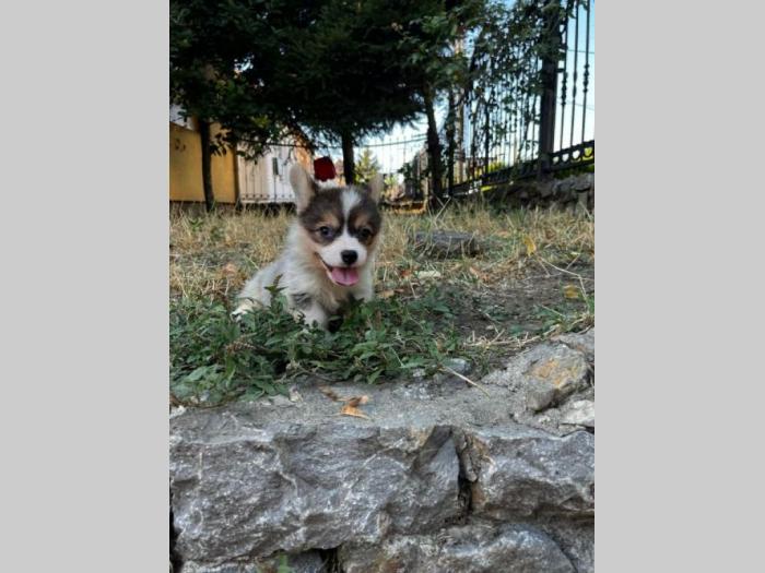 velški korgi pembrok prelepi štenci besplatni mali oglasi
