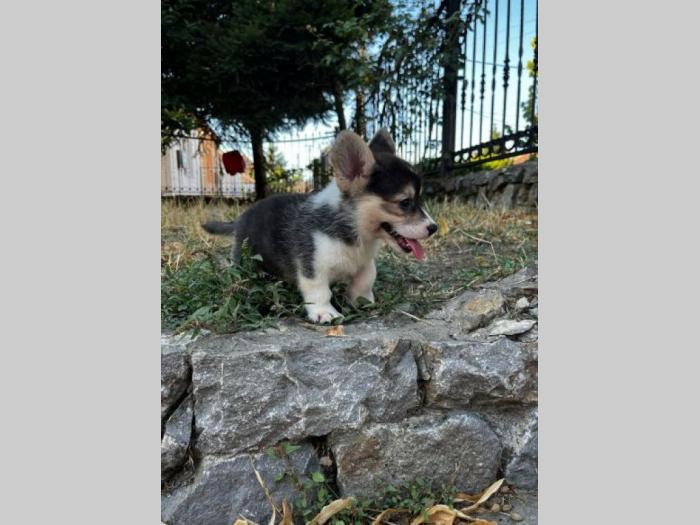 velški korgi pembrok prelepi štenci besplatni mali oglasi