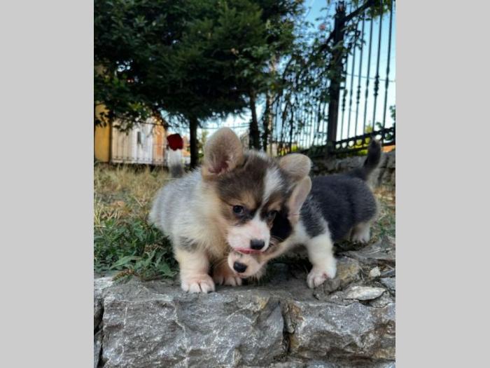 velški korgi pembrok prelepi štenci besplatni mali oglasi