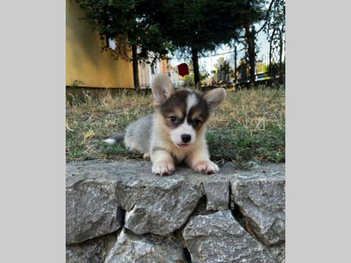 velški korgi pembrok prelepi štenci besplatni mali oglasi