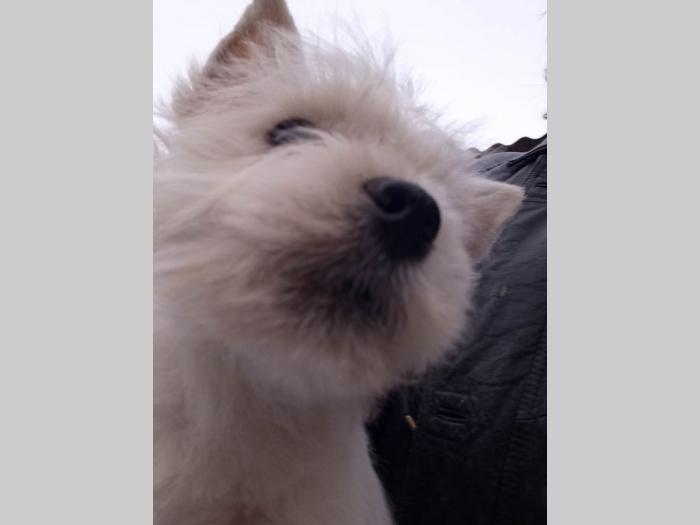 westie ŝtenci odgajivačnice lovely little friend besplatni mali oglasi
