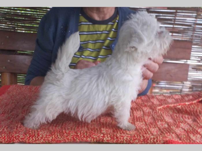 westie ŝtenci odgajivačnice lovely little friend besplatni mali oglasi