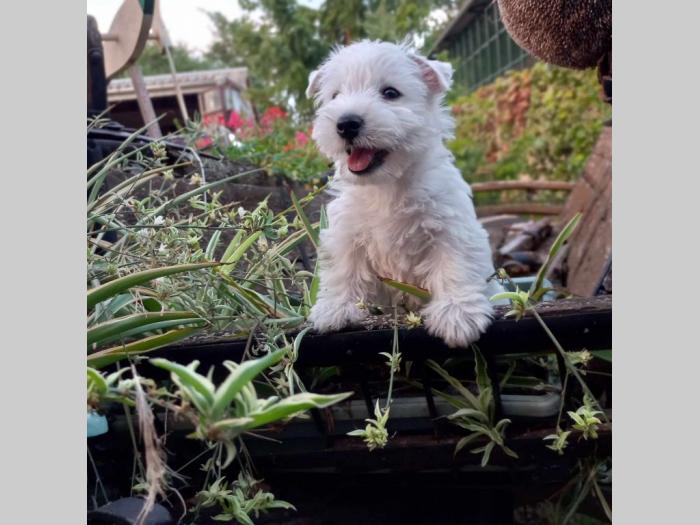 westie ŝtenci odgajivačnice lovely little friend besplatni mali oglasi