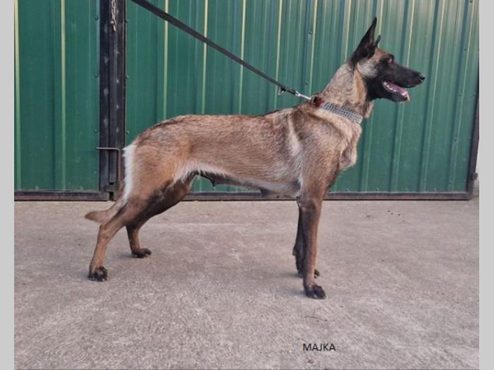 štenci belgijskog ovčara malinoa besplatni mali oglasi