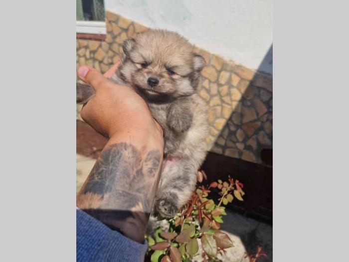 preslatki štenci pomeranaca besplatni mali oglasi