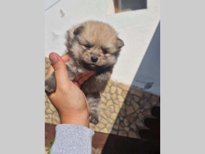 preslatki štenci pomeranaca besplatni mali oglasi