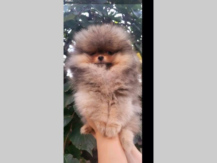 pomeranac boo pomeranski špic besplatni mali oglasi