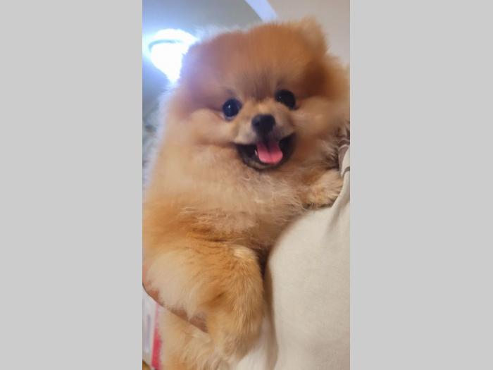 pomeranac boo pomeranski špic besplatni mali oglasi