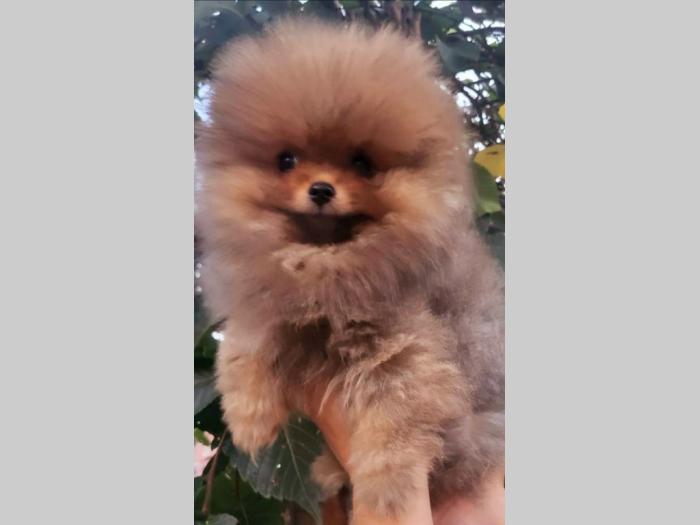 pomeranac boo pomeranski špic besplatni mali oglasi