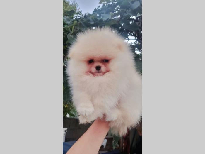 pomeranac boo pomeranski špic besplatni mali oglasi