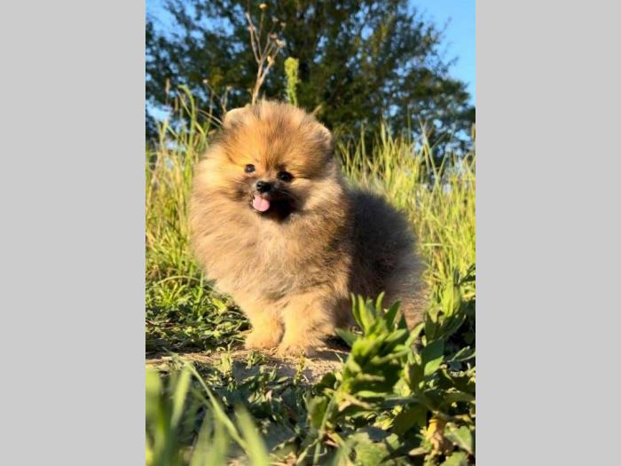 pomeranac (boo) mužjaci i ženke besplatni mali oglasi