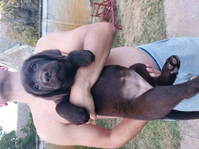ženka labrador retrivera besplatni mali oglasi