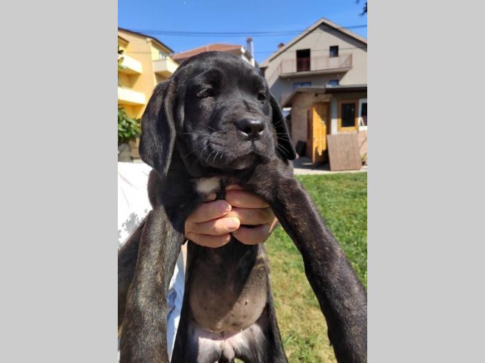 cane corso štenci izvrsnog porekla besplatni mali oglasi