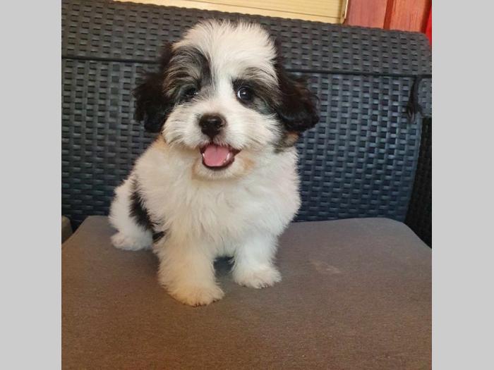 maltipoo štenci vrhunskog kvaliteta besplatni mali oglasi