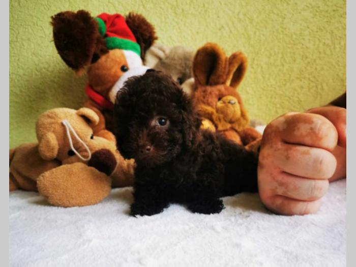 pudla tzv toy braon boje 1 žensko i 2 muška šteneta besplatni mali oglasi