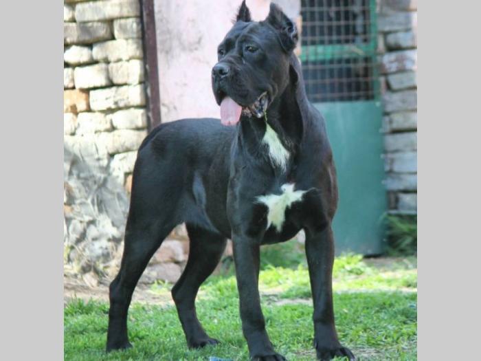 kane korso štenci besplatni mali oglasi