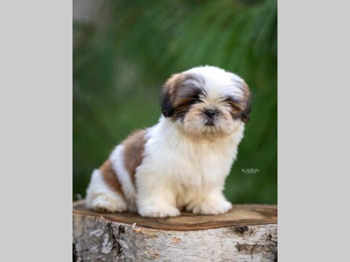 shih tzu vrhunski štenci besplatni mali oglasi