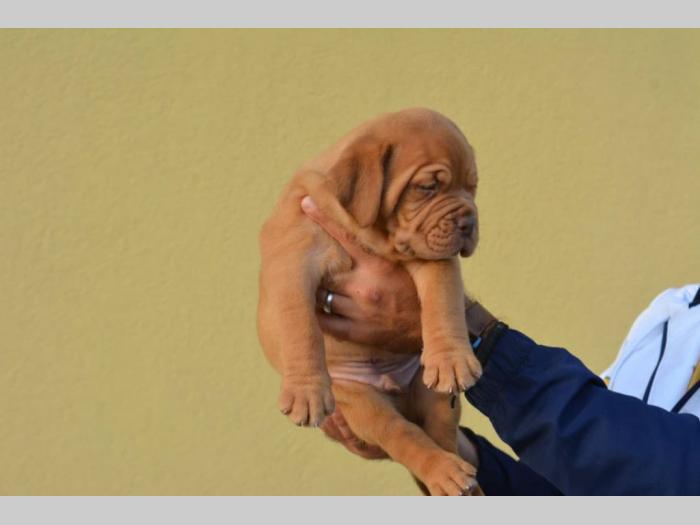 štenci bordoške doge vrhunske krvne linije besplatni mali oglasi