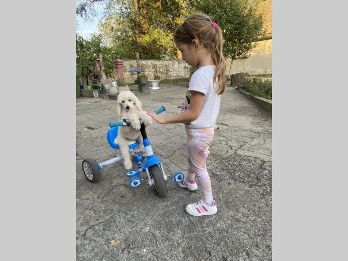 na prodaju štenci kraljevske pudle besplatni mali oglasi