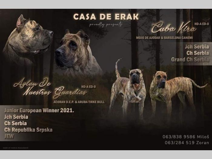 presa canario prelepi štenci besplatni mali oglasi
