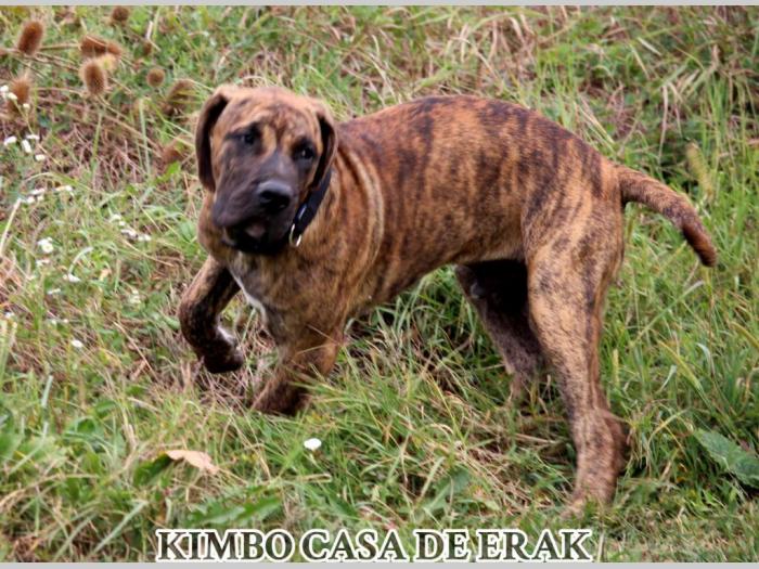 presa canario prelepi štenci besplatni mali oglasi