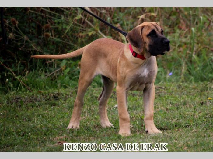 presa canario prelepi štenci besplatni mali oglasi