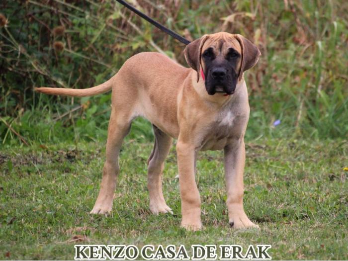 presa canario prelepi štenci besplatni mali oglasi