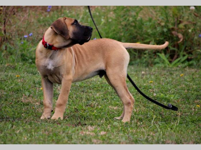 presa canario prelepi štenci besplatni mali oglasi