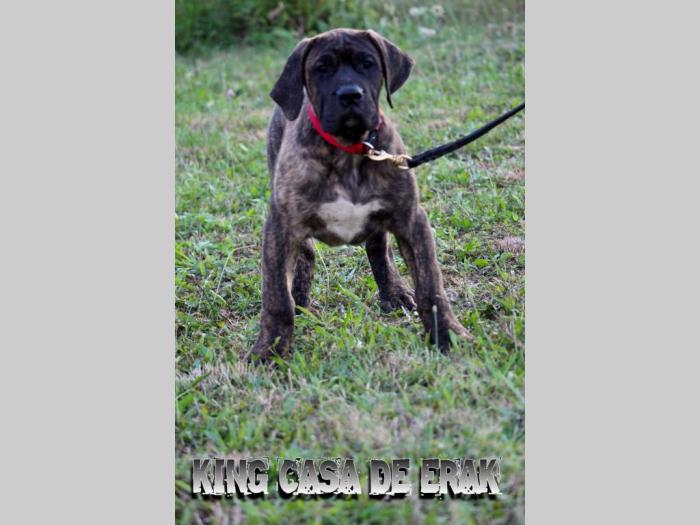 presa canario prelepi štenci besplatni mali oglasi