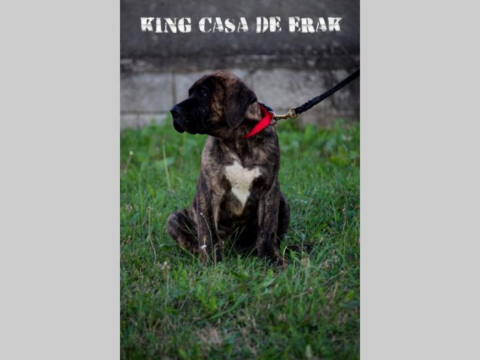 presa canario prelepi štenci besplatni mali oglasi