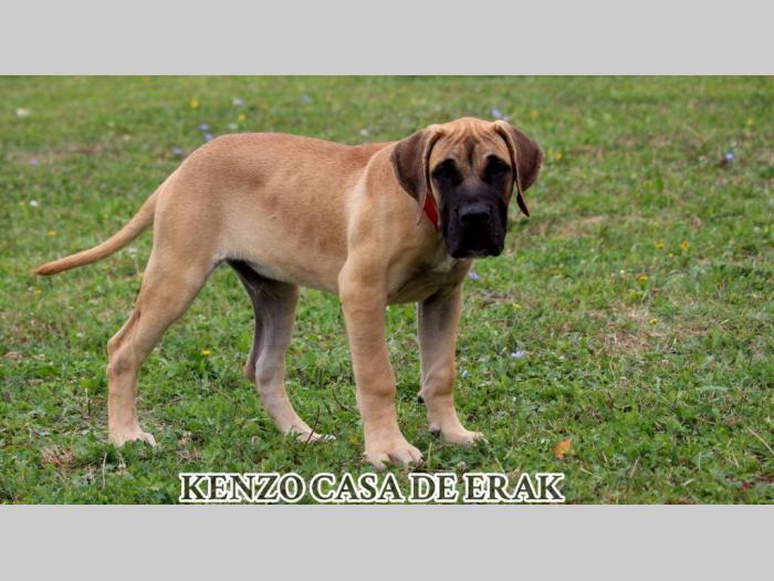 presa canario prelepi štenci besplatni mali oglasi