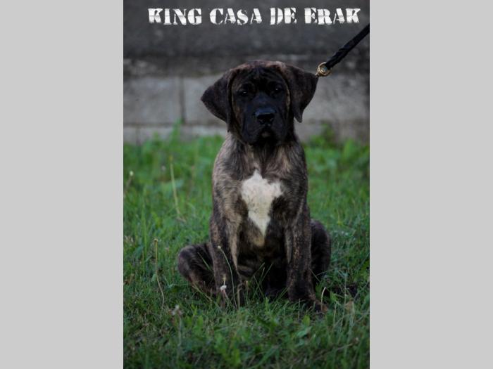 presa canario prelepi štenci besplatni mali oglasi