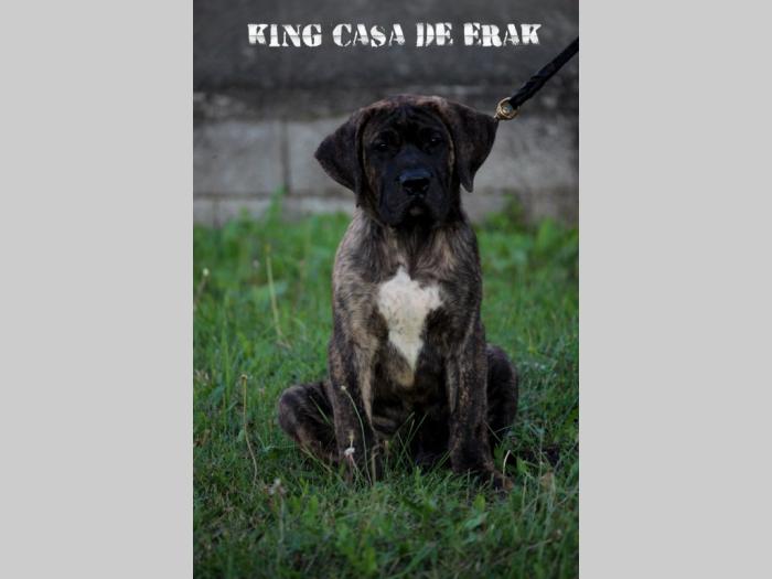 presa canario prelepi štenci besplatni mali oglasi
