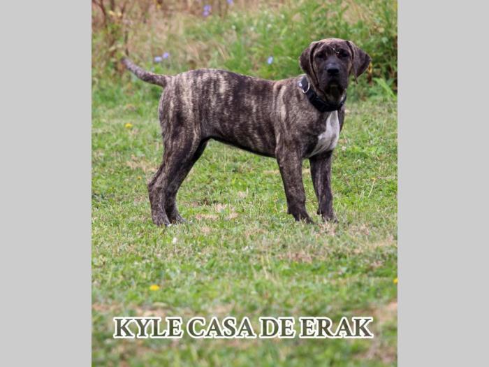 presa canario prelepi štenci besplatni mali oglasi