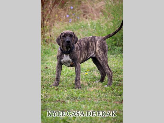 presa canario prelepi štenci besplatni mali oglasi