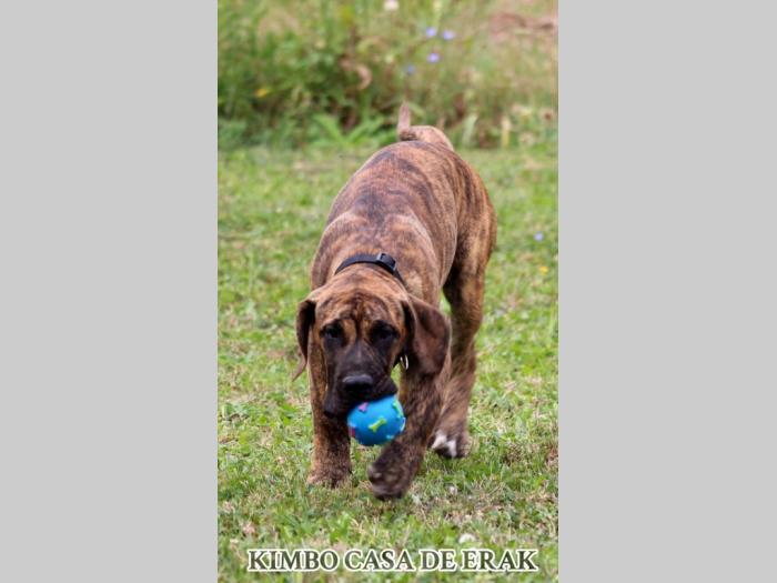 presa canario prelepi štenci besplatni mali oglasi