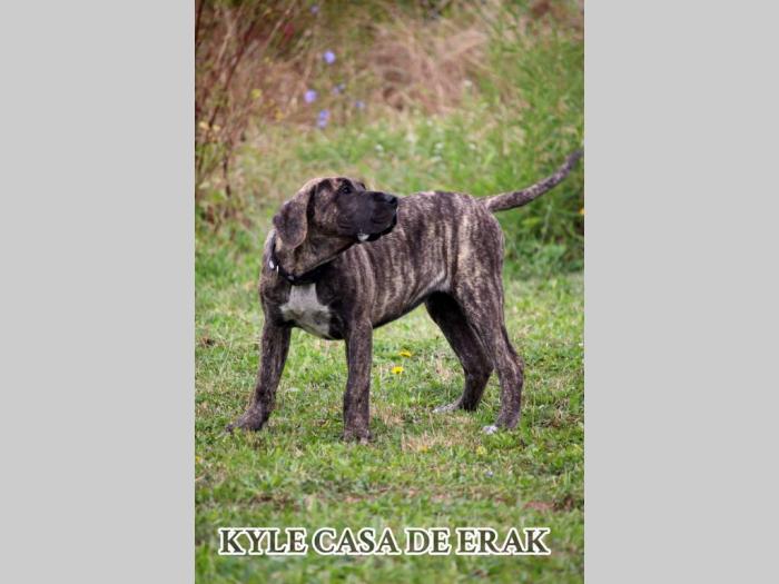 presa canario prelepi štenci besplatni mali oglasi