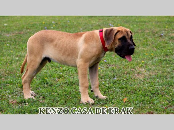 presa canario prelepi štenci besplatni mali oglasi